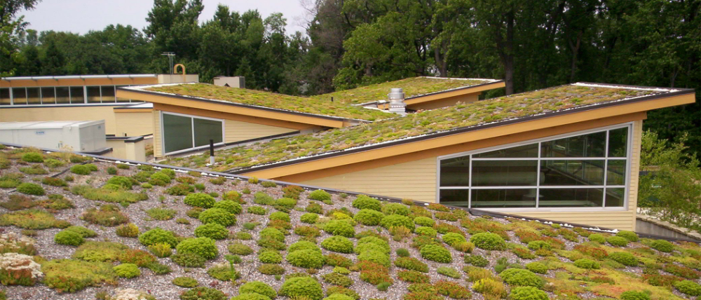 Install A Green Roof for stormwater management